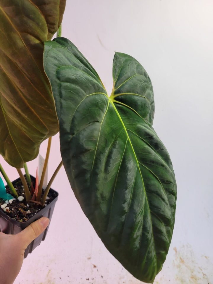 Anthurium Papillilaminum Ree Gardens Clone - Nice Plants Good Pots