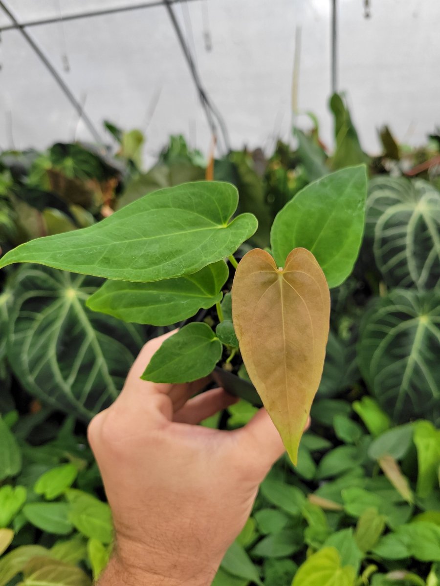 Anthurium Papillilaminum Ree Gardens X A. Ree Gardens Non Besseae - Nice Plants Good Pots