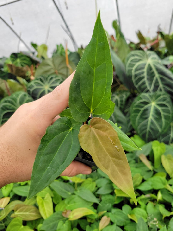 Anthurium Papillilaminum Ree Gardens X A. Ree Gardens Non Besseae - Nice Plants Good Pots