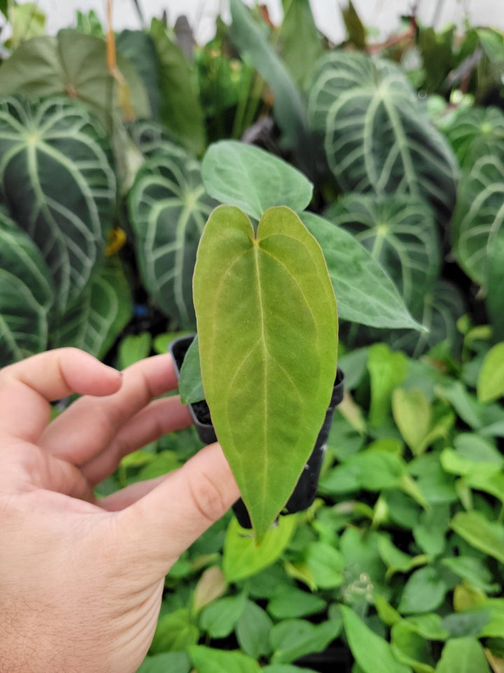 Anthurium Papillilaminum Ree Gardens X A. Ree Gardens Non Besseae - Nice Plants Good Pots