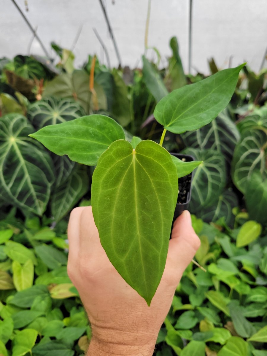 Anthurium Papillilaminum Ree Gardens X A. Ree Gardens Non Besseae - Nice Plants Good Pots