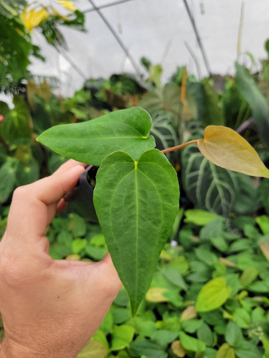 Anthurium Papillilaminum Ree Gardens X A. Ree Gardens Non Besseae - Nice Plants Good Pots