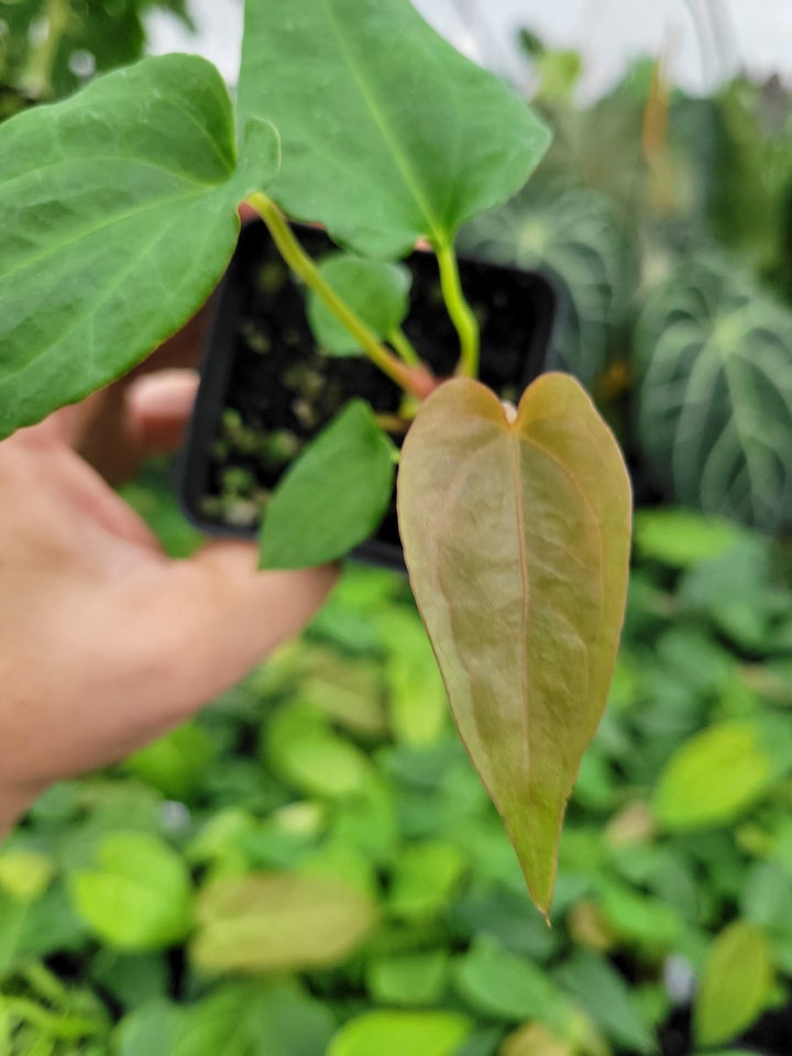 Anthurium Papillilaminum Ree Gardens X A. Ree Gardens Non Besseae - Nice Plants Good Pots