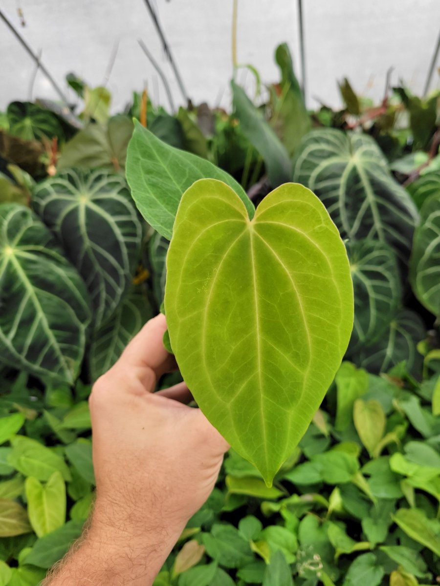 Anthurium Papillilaminum Ree Gardens X A. Ree Gardens Non Besseae - Nice Plants Good Pots