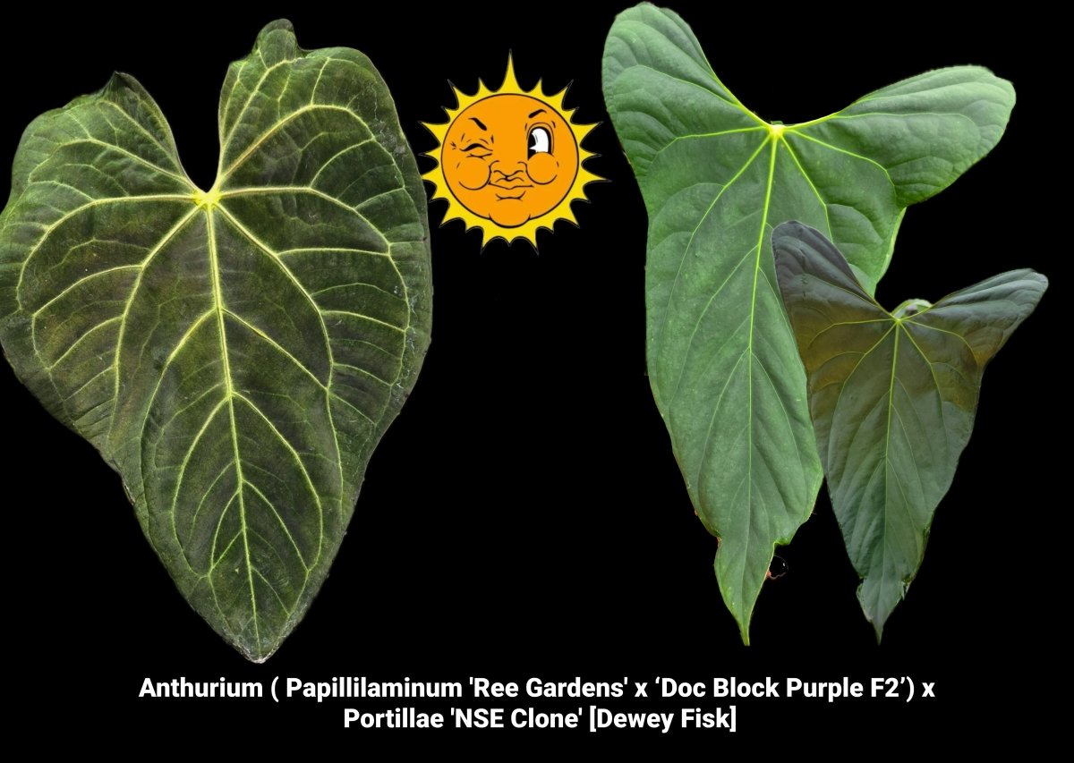 Anthurium ( Papillilaminum 'Ree Gardens' x ‘Doc Block Purple F2’) x Portillae 'NSE Clone' [Dewey Fisk](A28) - Nice Plants Good Pots