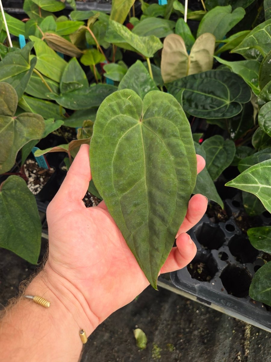 Anthurium ( Papillilaminum 'Ree Gardens' x ‘Doc Block Purple F2’) x Portillae 'NSE Dewey Fisk Clone' (A28) - Nice Plants Good Pots