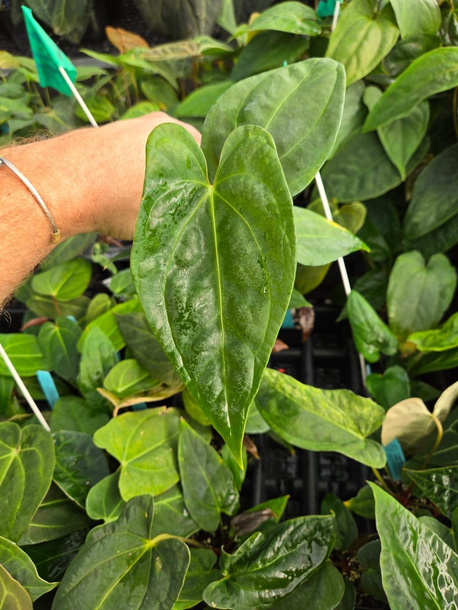 anthurium piccolo Anthurium (Papillilaminum 'Ree Gardens' x 'Doc Block Purple F2') x Portillae 'NSE Dewey Fisk Clone' (A28)