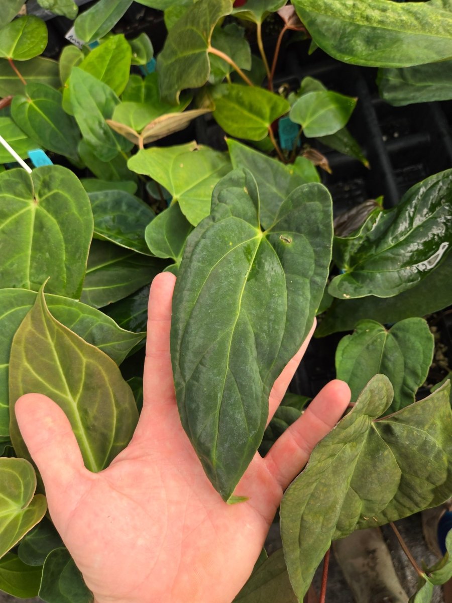 Anthurium ( Papillilaminum 'Ree Gardens' x ‘Doc Block Purple F2’) x Portillae 'NSE Dewey Fisk Clone' (A28) - Nice Plants Good Pots