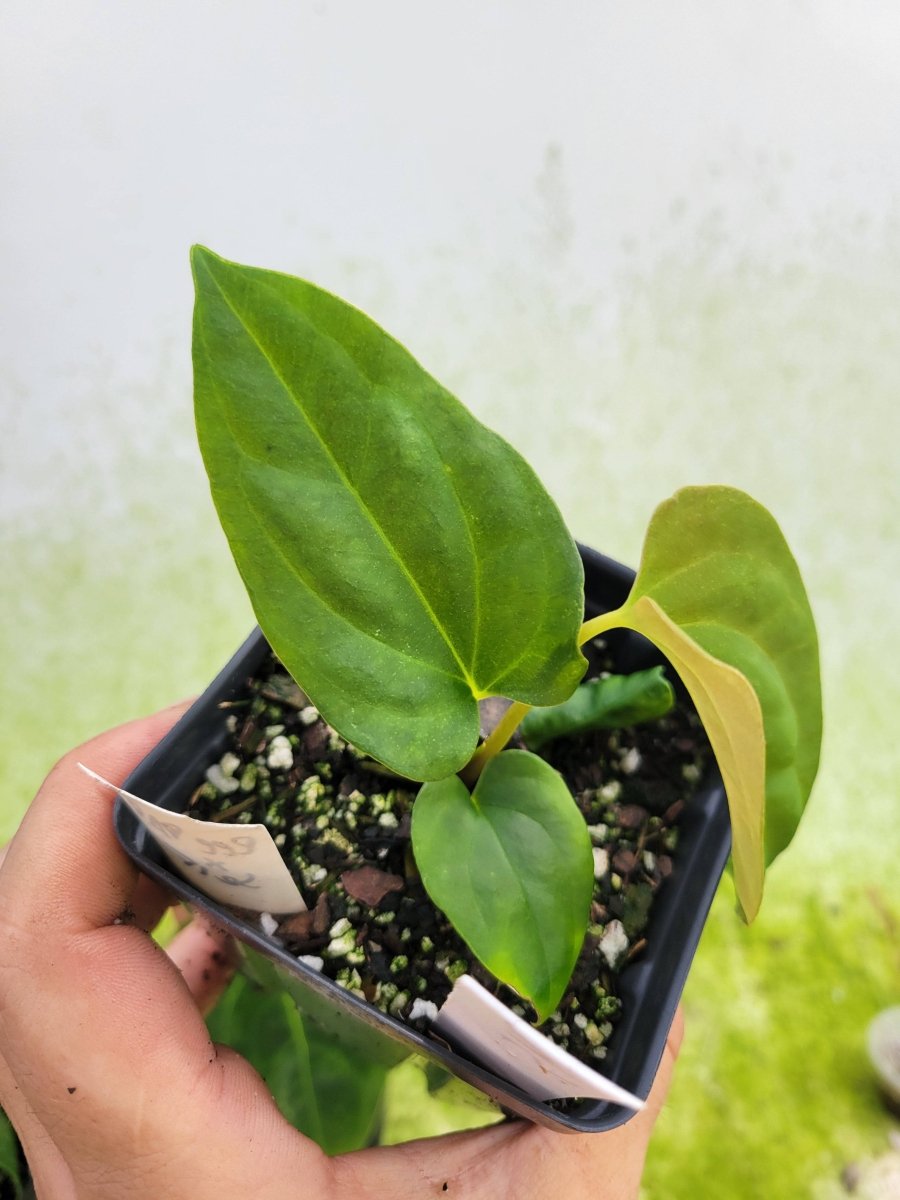 Anthurium Papillilaminum Ree Gardens x Self - Nice Plants Good Pots