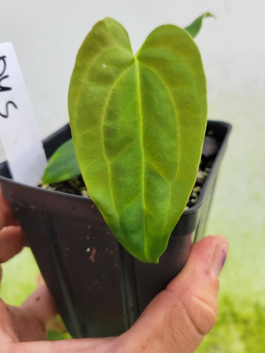 Anthurium Papillilaminum Ree Gardens x Self - Nice Plants Good Pots