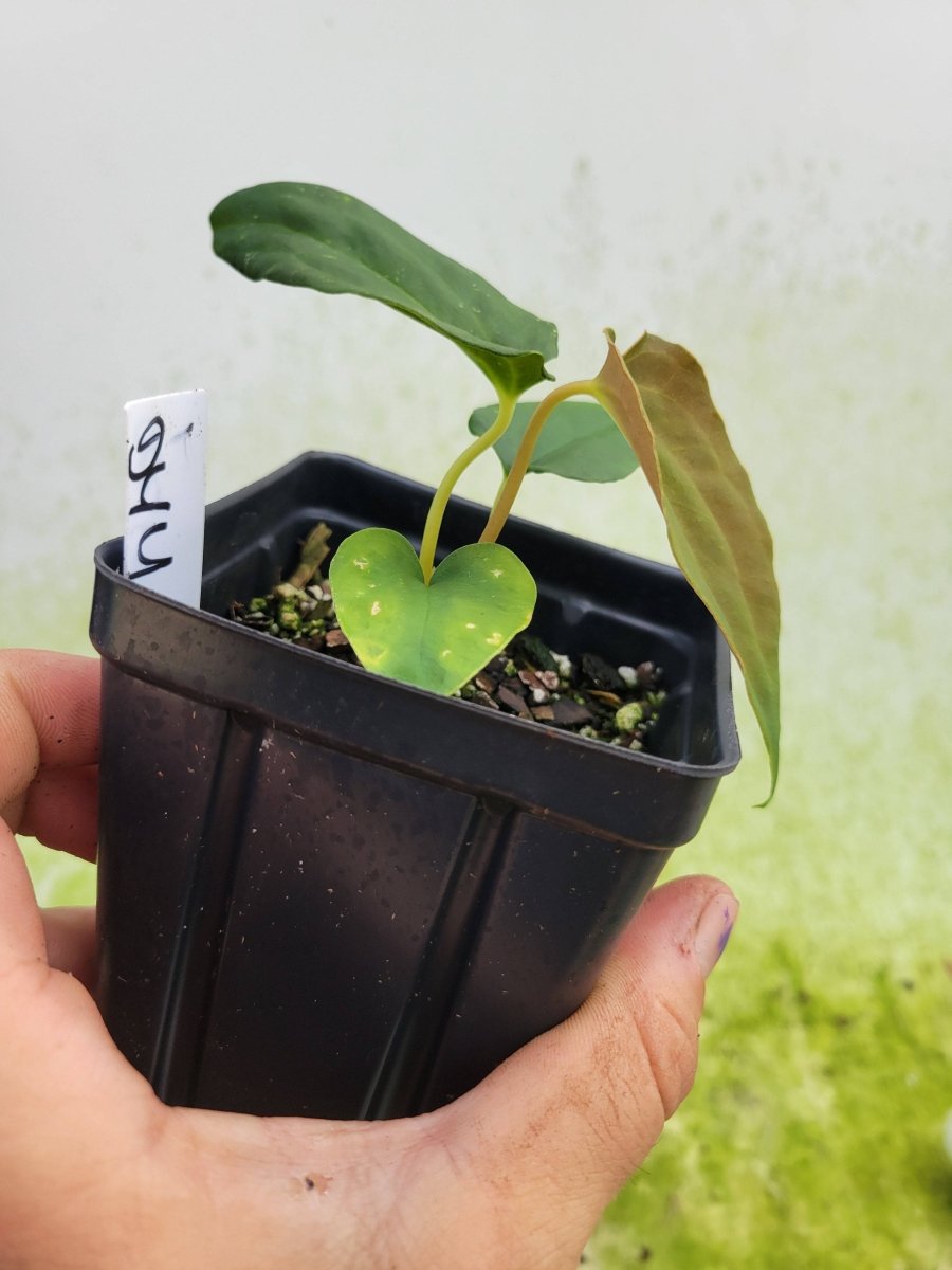 Anthurium Papillilaminum Ree Gardens x Self - Nice Plants Good Pots