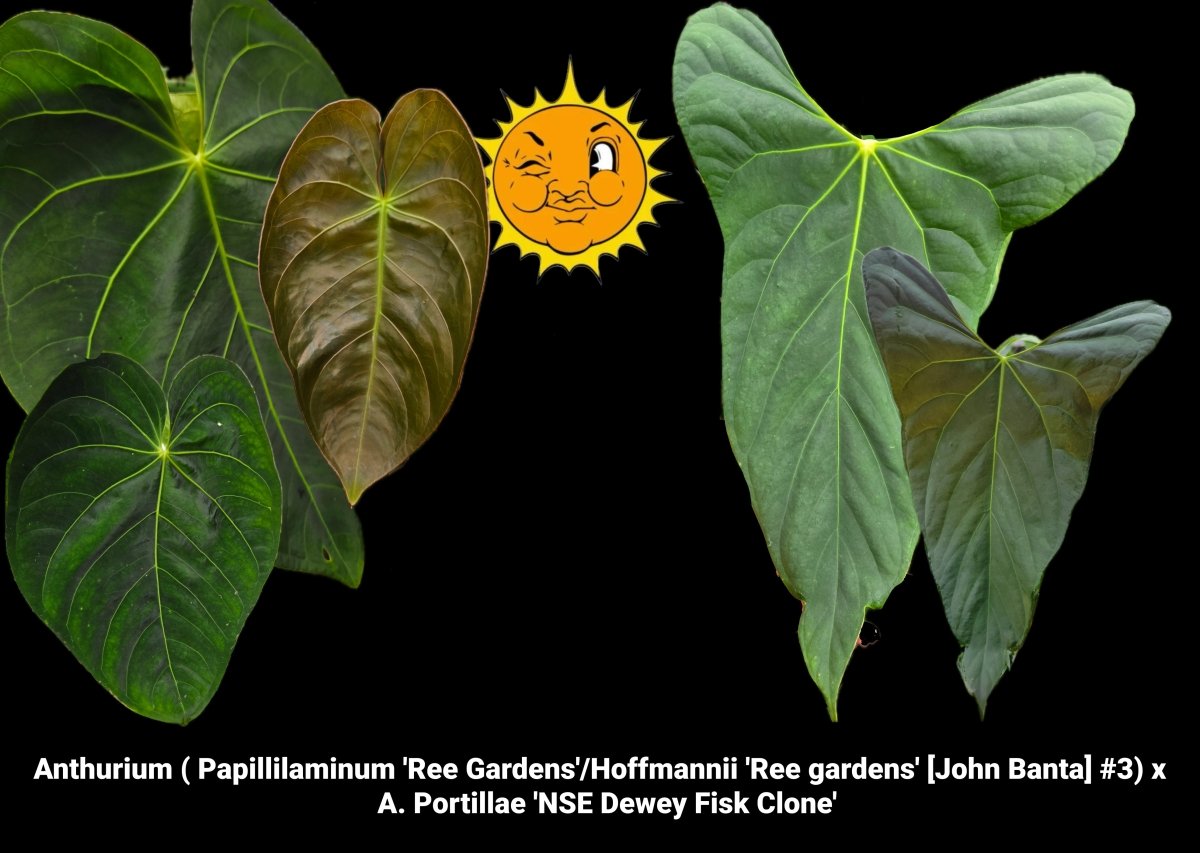 Anthurium ( Papillilaminum 'Ree Gardens'/Hoffmannii 'Ree gardens' [John Banta] 3) x A. Portillae 'NSE Dewey Fisk Clone' (A22) - Nice Plants Good Pots