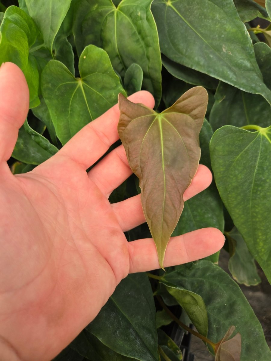 Anthurium 'Ralph Lynam NOID' x A. Papillilaminum 'Puffy' (A23)