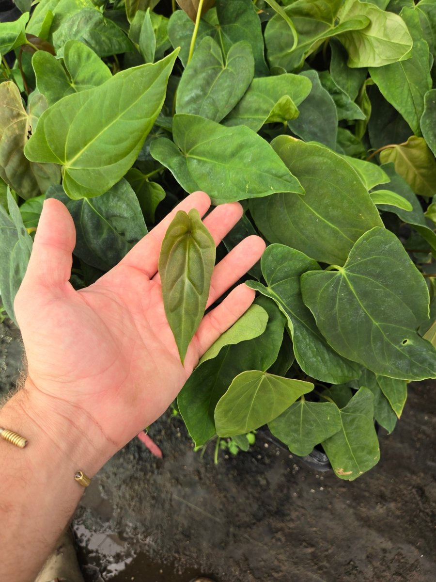 Anthurium ( Papillilaminum 'Ree Gardens'/Hoffmannii 'Ree gardens' [John Banta]) x A. Portillae 'NSE Dewey Fisk Clone' (A22) - Nice Plants Good Pots