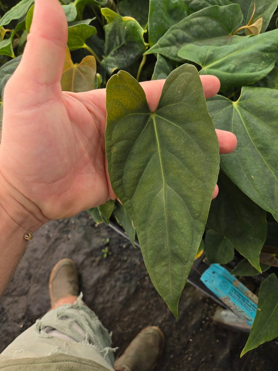 Anthurium ( Papillilaminum 'Ree Gardens'/Hoffmannii 'Ree gardens' [John Banta]) x A. Portillae 'NSE Dewey Fisk Clone' (A22) - Nice Plants Good Pots