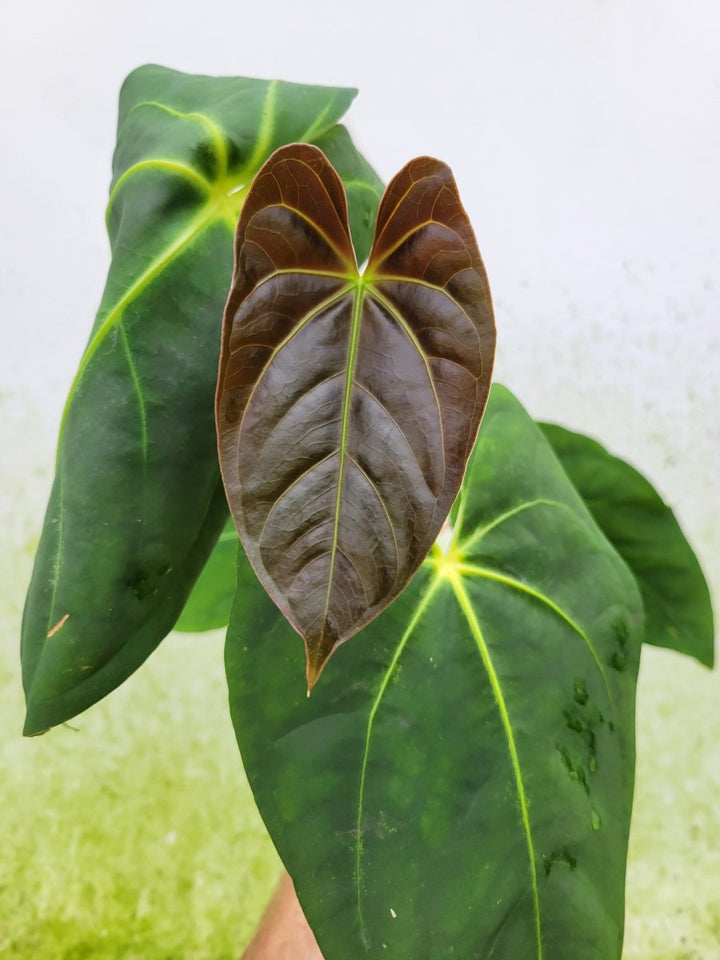 Anthurium Ralph Lynam hybrid - Nice Plants Good Pots