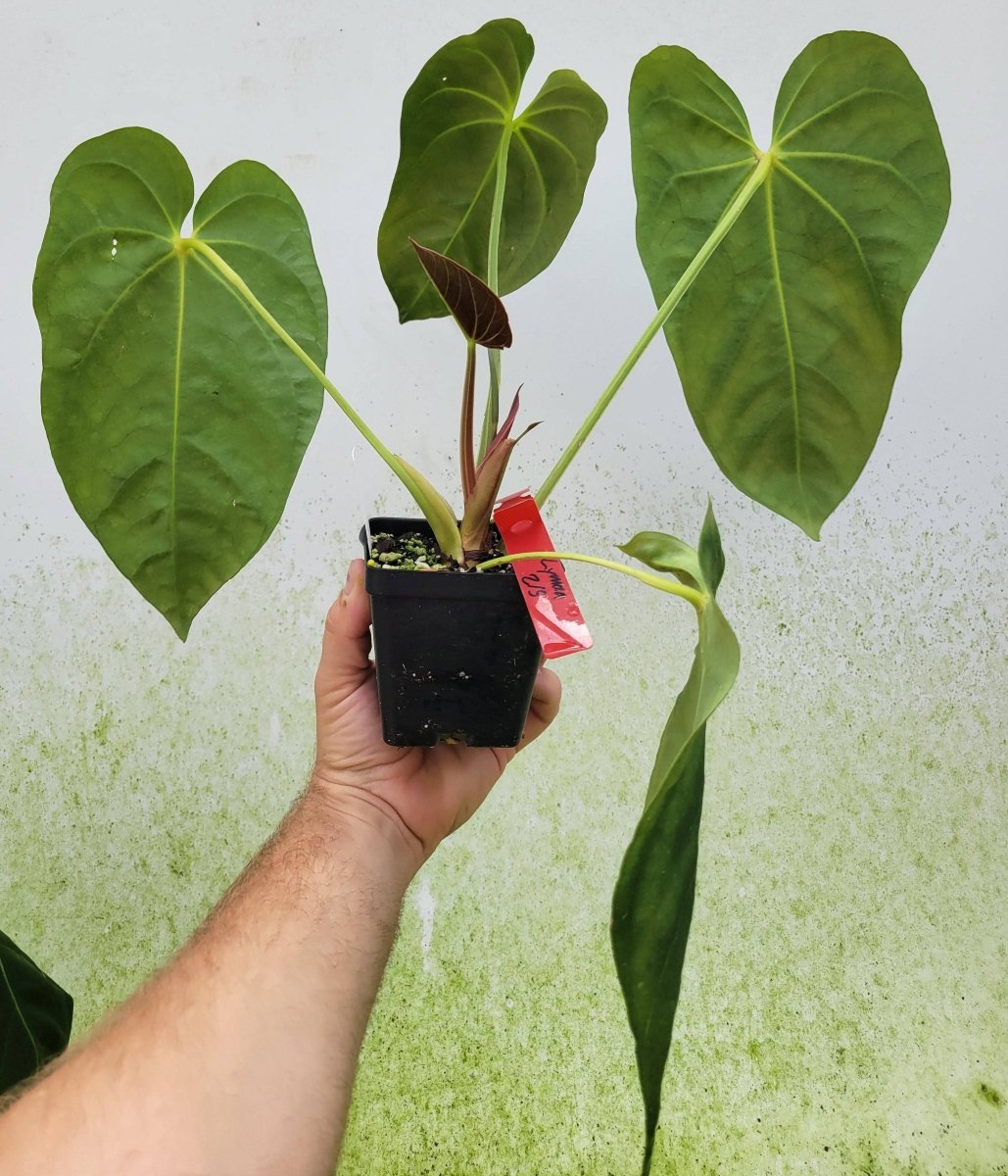 Anthurium Ralph Lynam hybrid - Nice Plants Good Pots