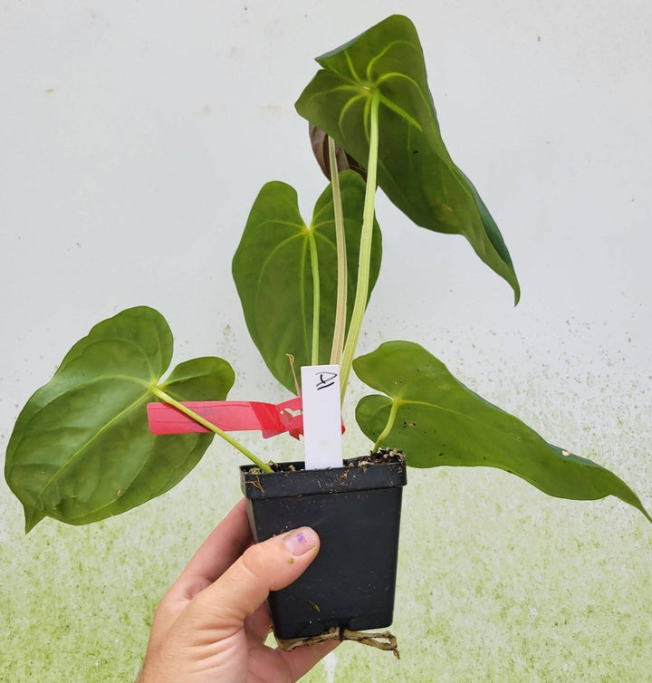 Anthurium Ralph Lynam hybrid - Nice Plants Good Pots