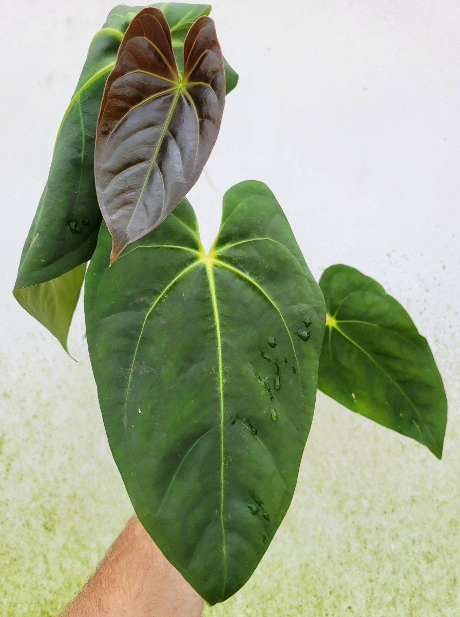 Anthurium Ralph Lynam hybrid - Nice Plants Good Pots