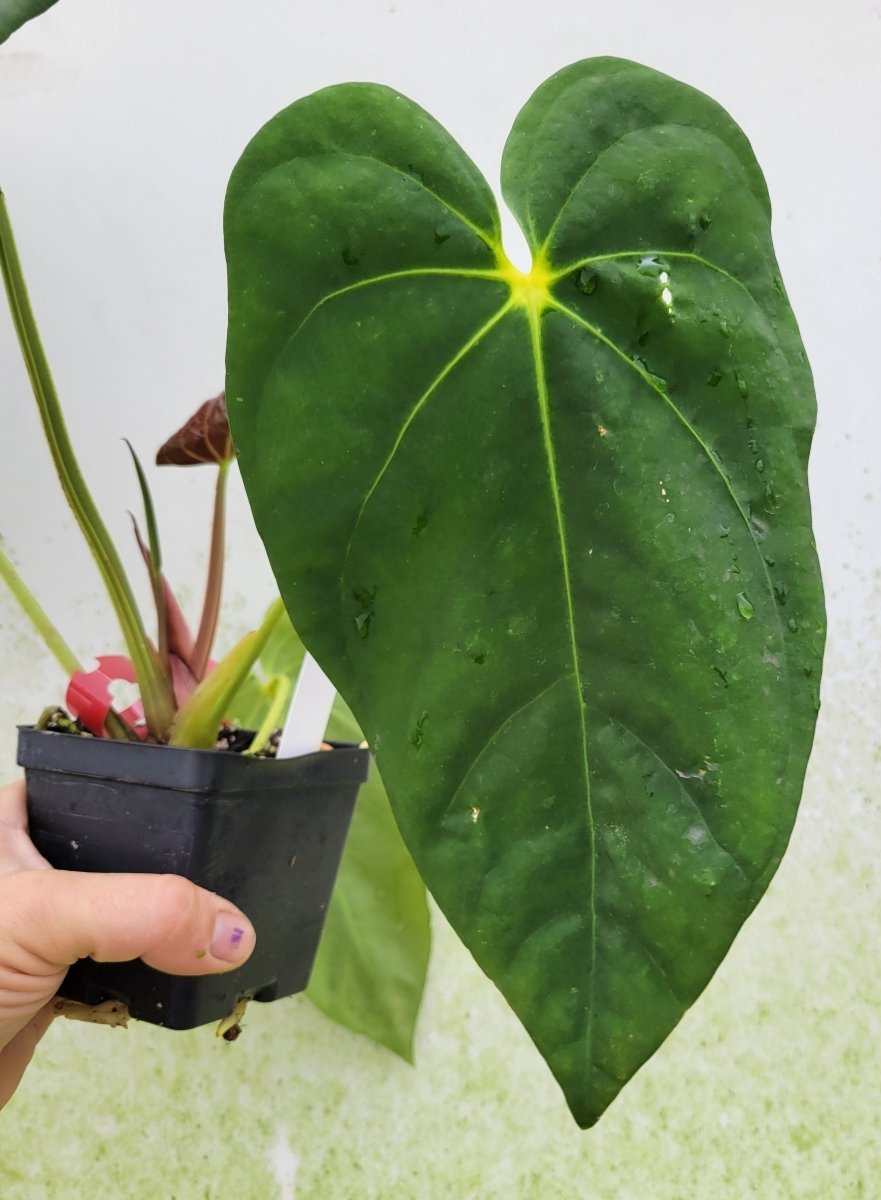 Anthurium Ralph Lynam hybrid - Nice Plants Good Pots