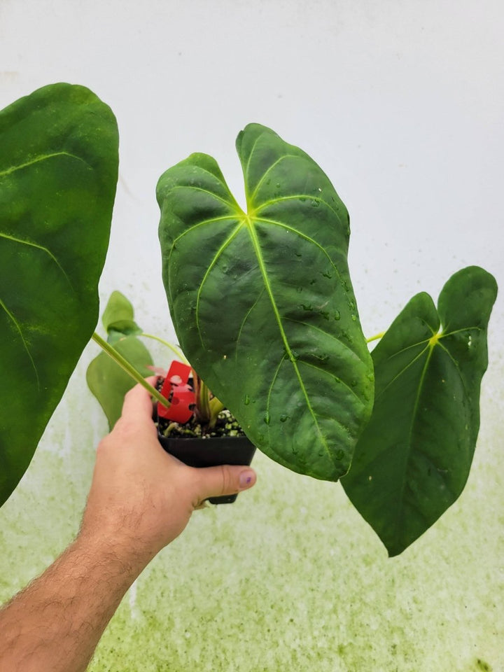 Anthurium Ralph Lynam hybrid - Nice Plants Good Pots