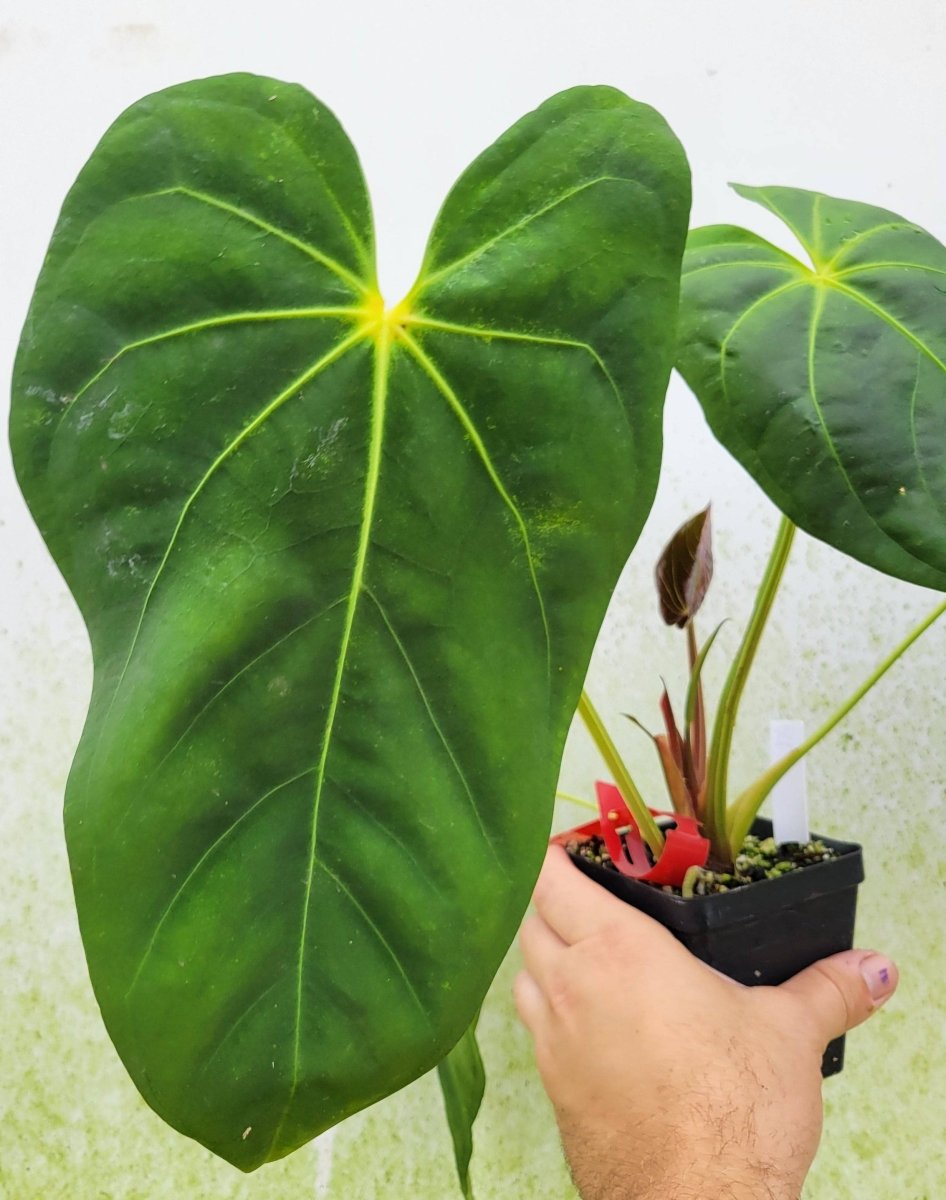 Anthurium Ralph Lynam hybrid - Nice Plants Good Pots