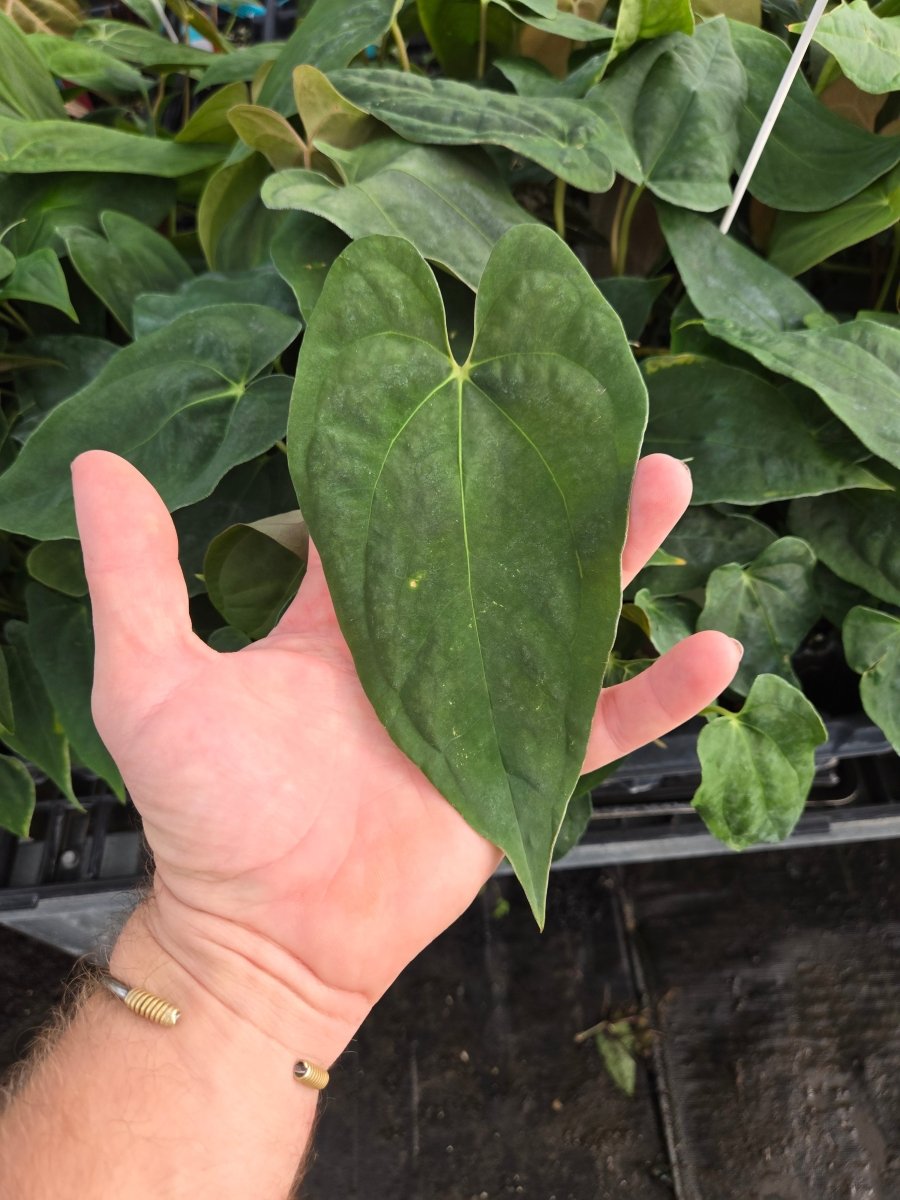 Anthurium 'Ralph Lynam NOID' x A. Papillilaminum (A36) - Nice Plants Good Pots