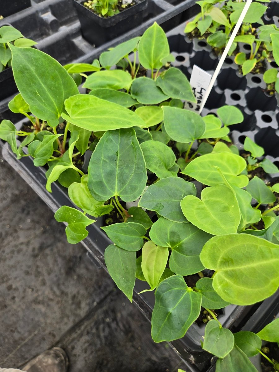 Anthurium 'Ralph Lynam NOID' x A. Papillilaminum (A36) - Nice Plants Good Pots