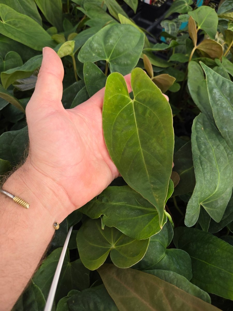 Anthurium 'Ralph Lynam NOID' x A. Papillilaminum (A36) - Nice Plants Good Pots