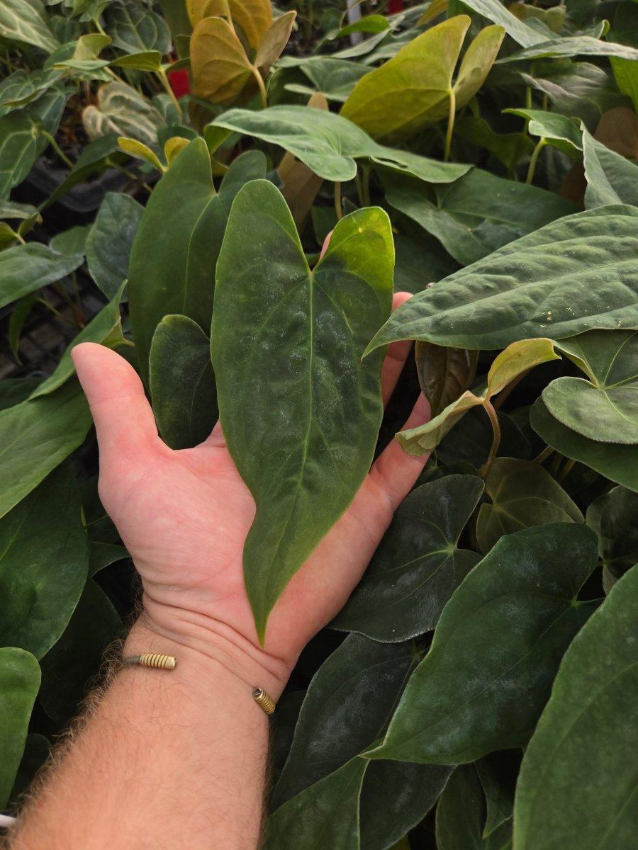 noid philodendron Anthurium 'Ralph Lynam NOID' X Papillilaminum (A36) – Nice Plants Good Pots