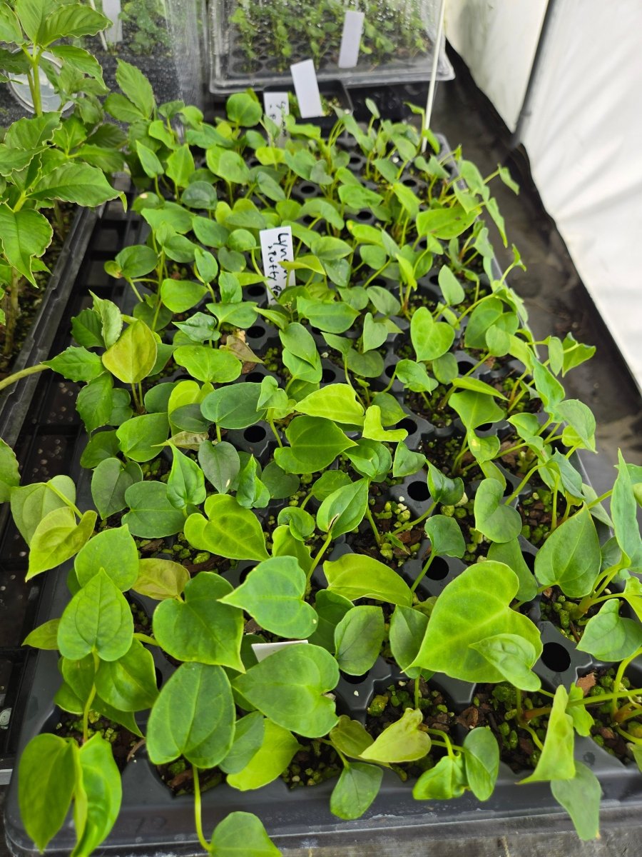 Anthurium 'Ralph Lynam NOID' x A. Papillilaminum 'Puffy' (A23) - Nice Plants Good Pots