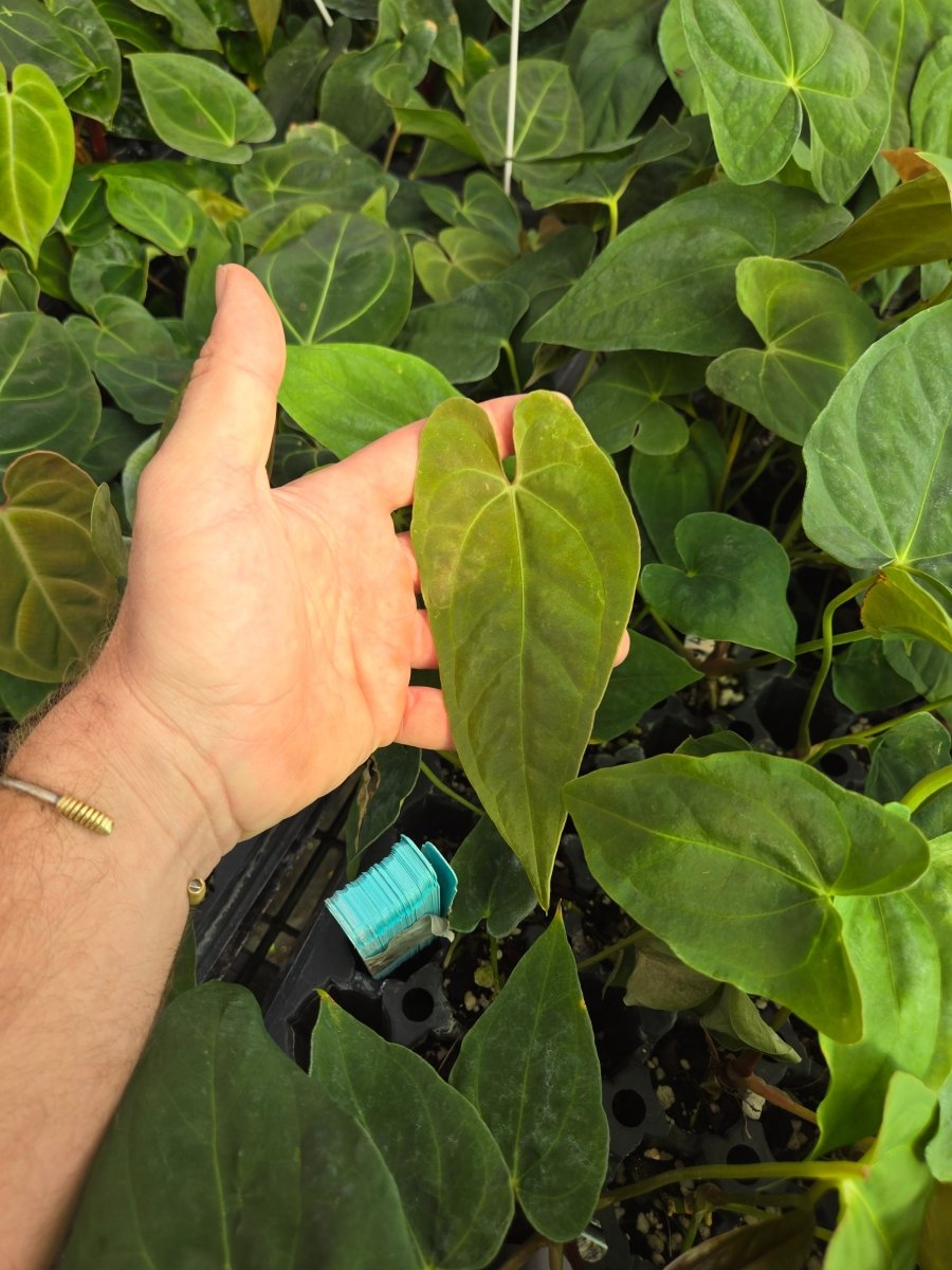 Anthurium 'Ralph Lynam NOID' x A. Papillilaminum 'Puffy' (A23) - Nice Plants Good Pots