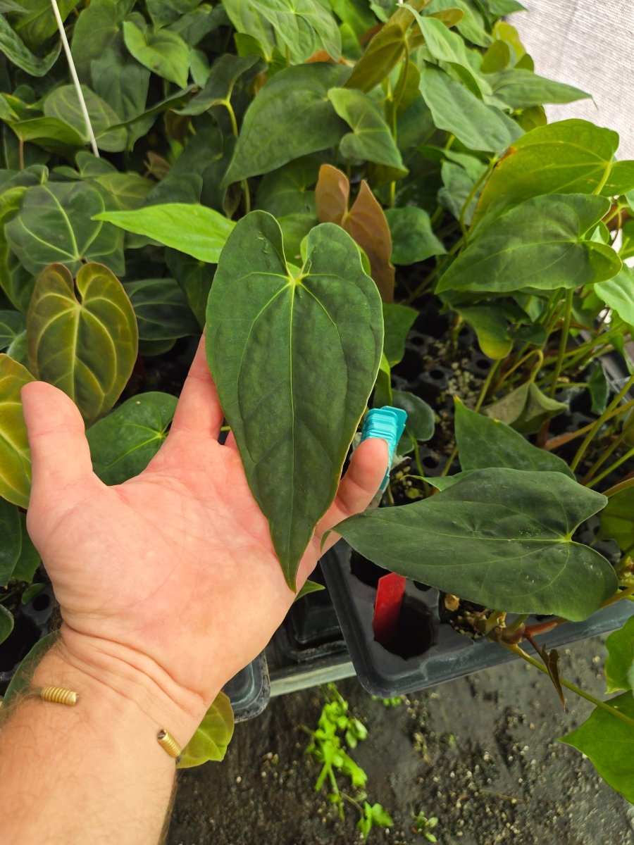 Anthurium 'Ralph Lynam NOID' x A. Papillilaminum 'Puffy' (A23) - Nice Plants Good Pots