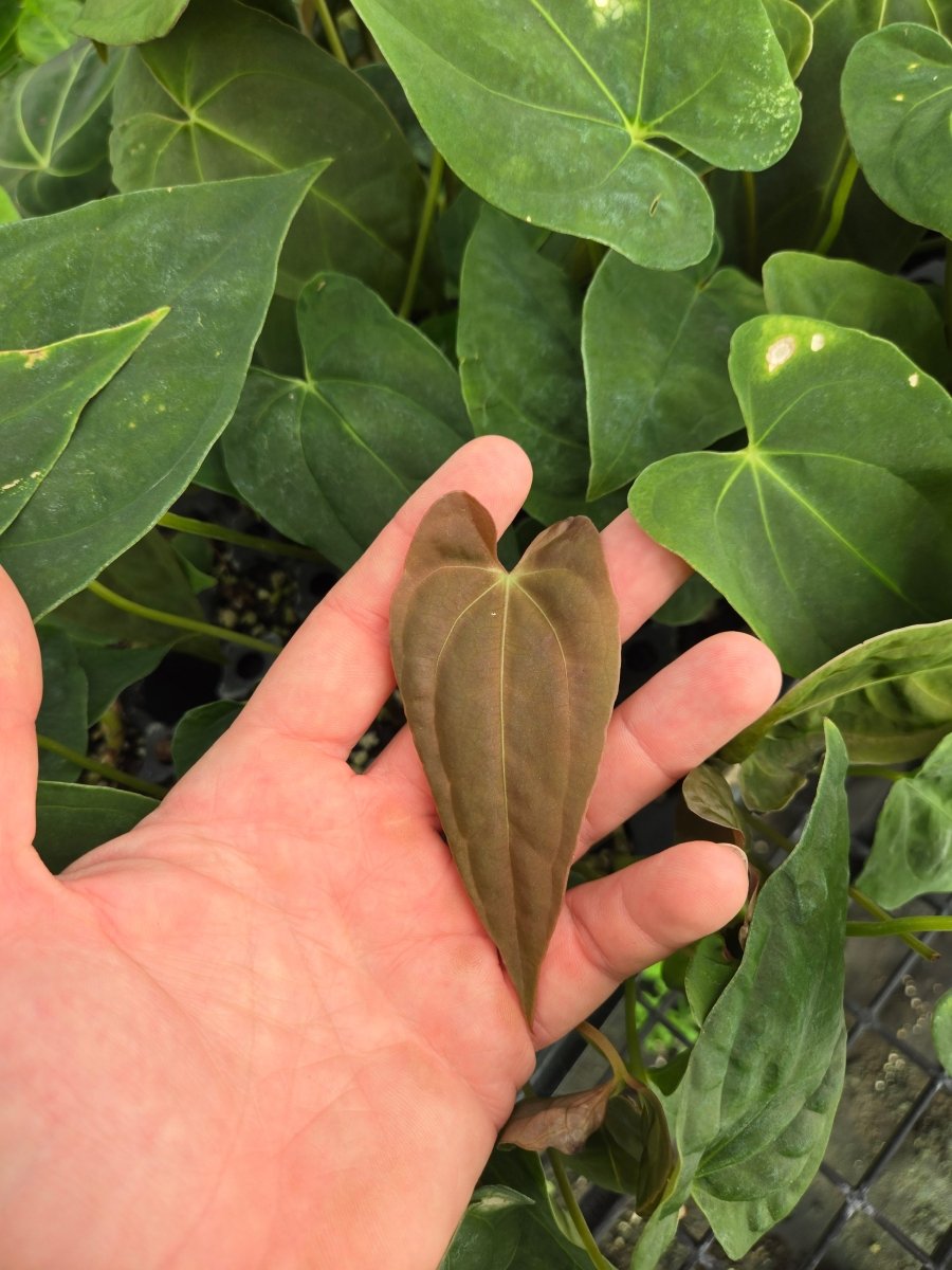 Anthurium 'Ralph Lynam NOID' x A. Papillilaminum 'Puffy' (A23