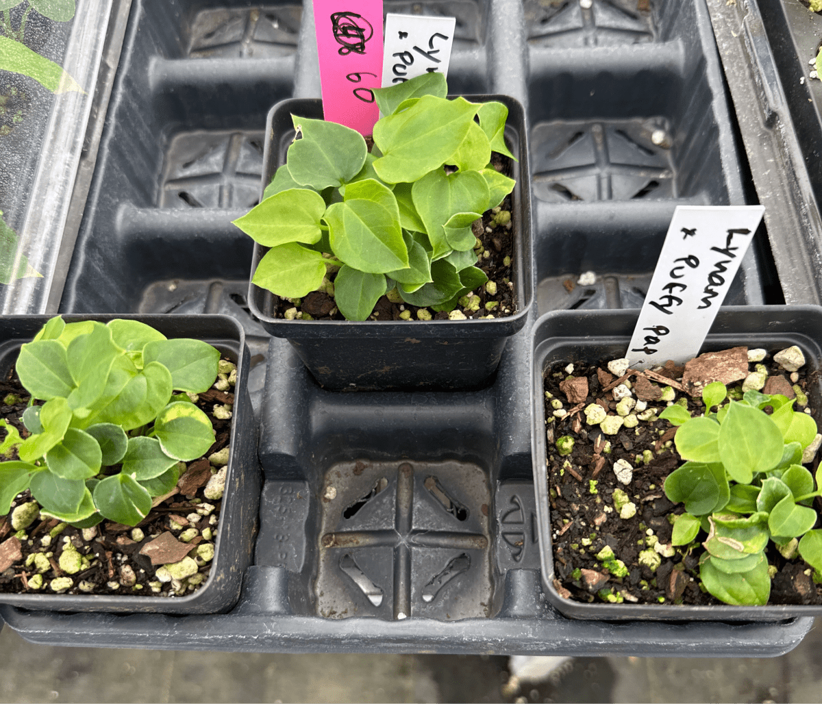 Anthurium 'Ralph Lynam NOID' x A. Papillilaminum 'Puffy' (A69) (multi - pot - Nice Plants Good Pots