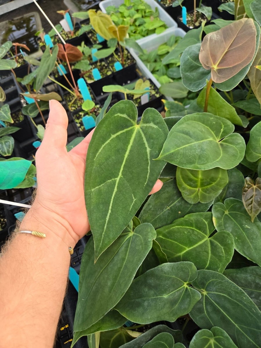 Anthurium 'Ralph Lynam NOID' x (A.Tim Anderson 'Crystal Mag/ Tim's