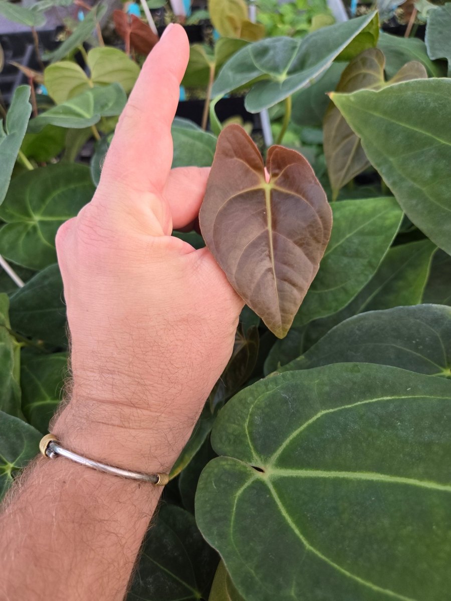 Anthurium 'Ralph Lynam NOID' x (A.Tim Anderson 'Crystal Mag/ Tim's Black) (A42) - Nice Plants Good Pots