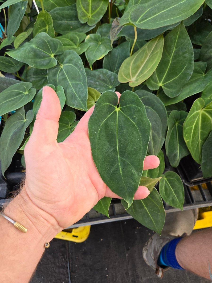 Anthurium 'Ralph Lynam NOID' x (A.Tim Anderson 'Crystal Mag/ Tim's Black) (A42) - Nice Plants Good Pots