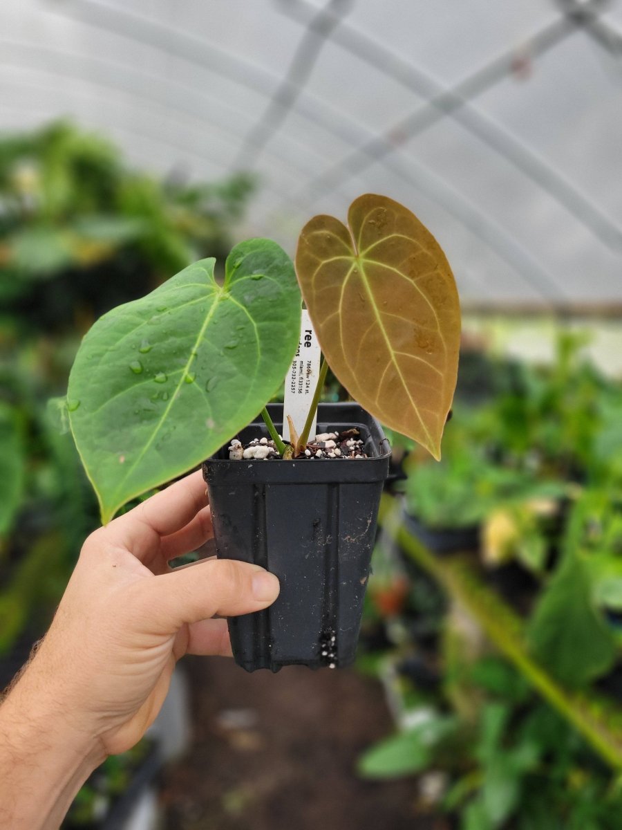 Anthurium Ree Gardens Dressleri x Papillilaminum - Nice Plants Good Pots