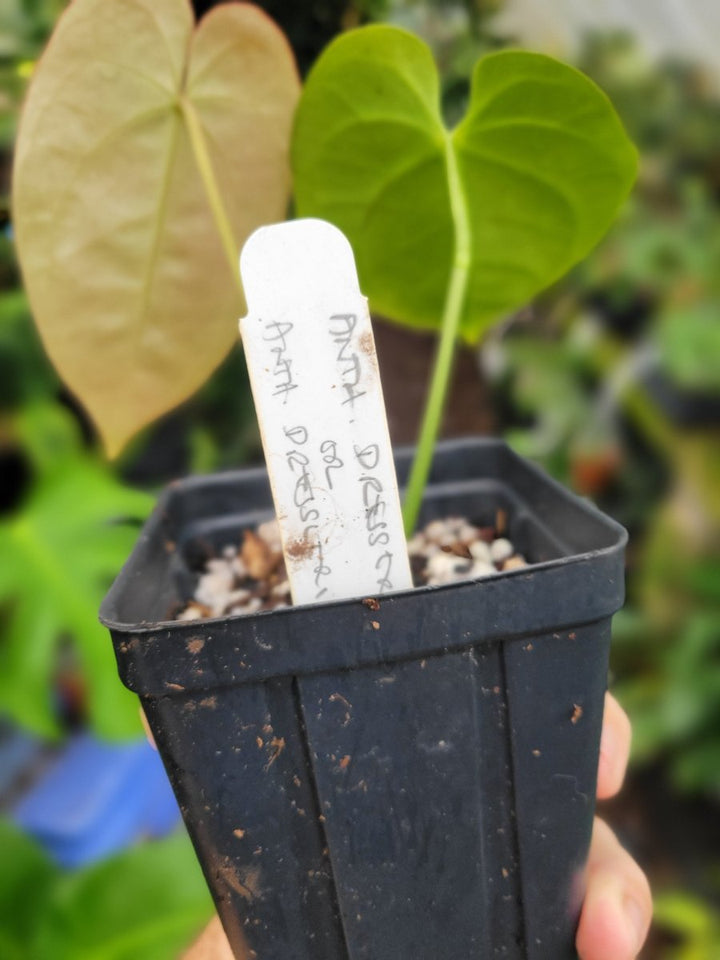 Anthurium Ree Gardens Dressleri x Papillilaminum - Nice Plants Good Pots