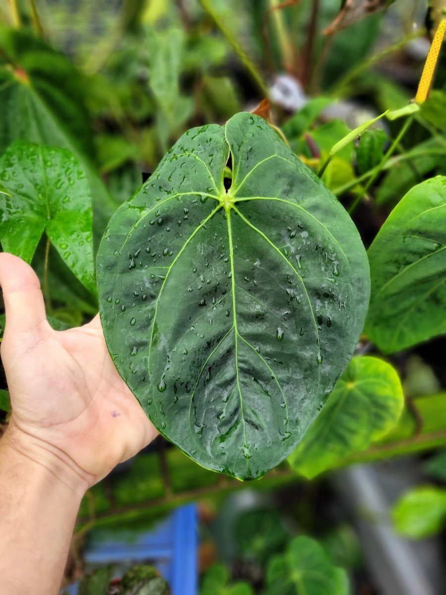 Anthurium Ree Gardens Dressleri x Papillilaminum - Nice Plants Good Pots