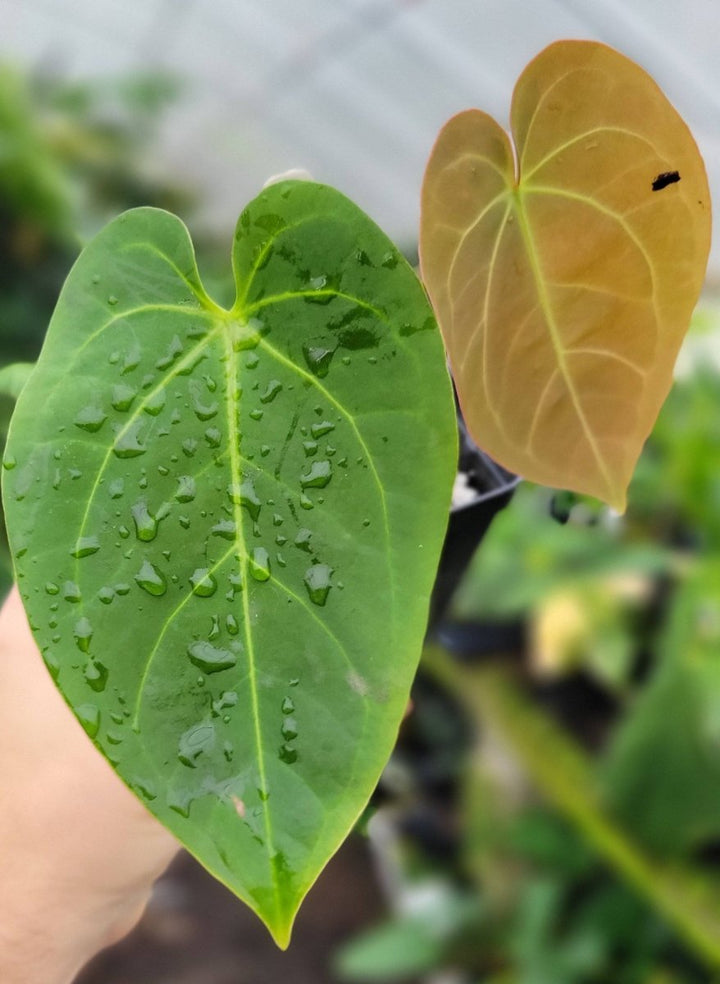 Anthurium Ree Gardens Dressleri x Papillilaminum - Nice Plants Good Pots