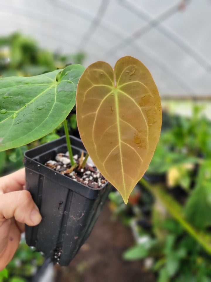 Anthurium Ree Gardens Dressleri x Papillilaminum - Nice Plants Good Pots