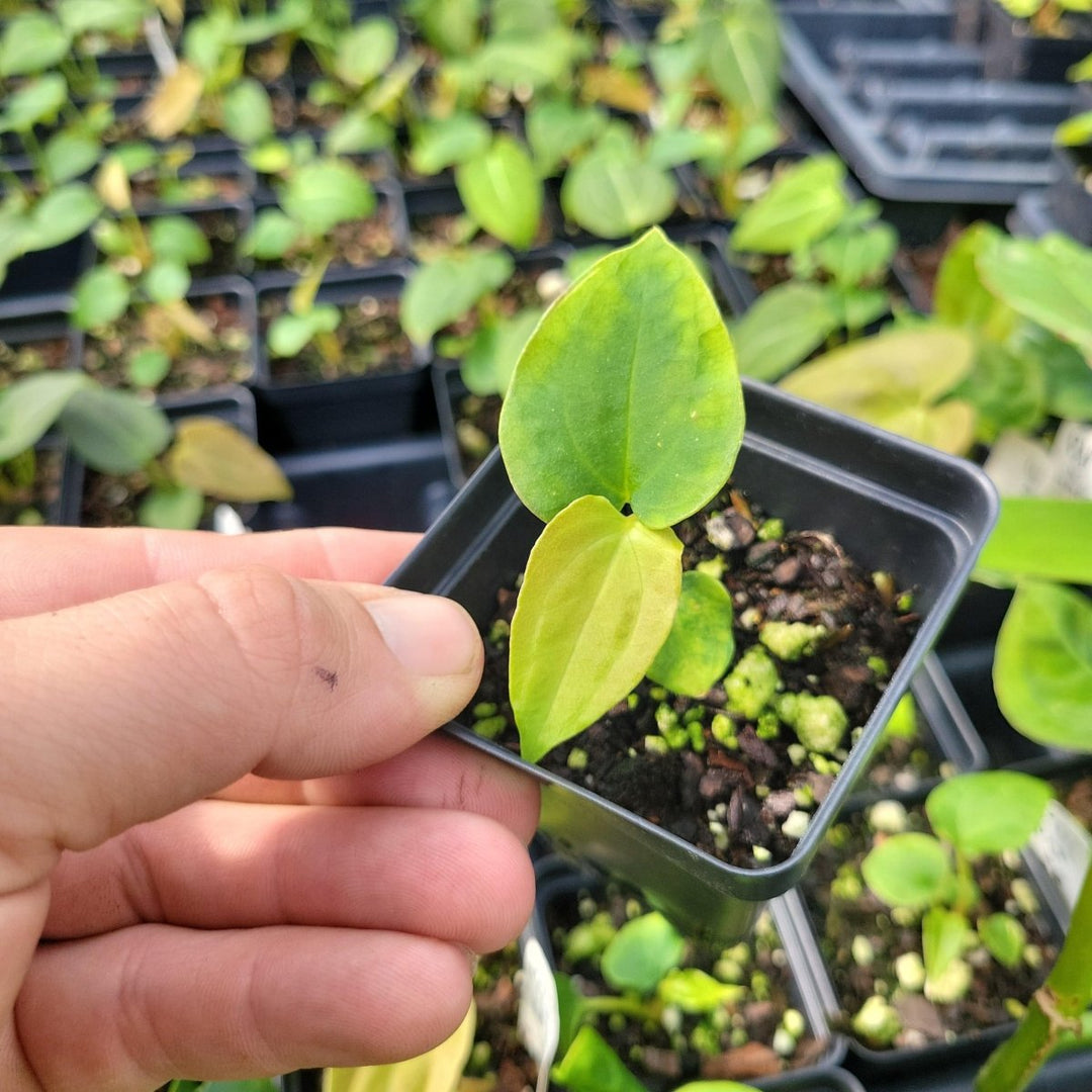 Anthurium Ree Gardens Papillilaminum x Self - Nice Plants Good Pots