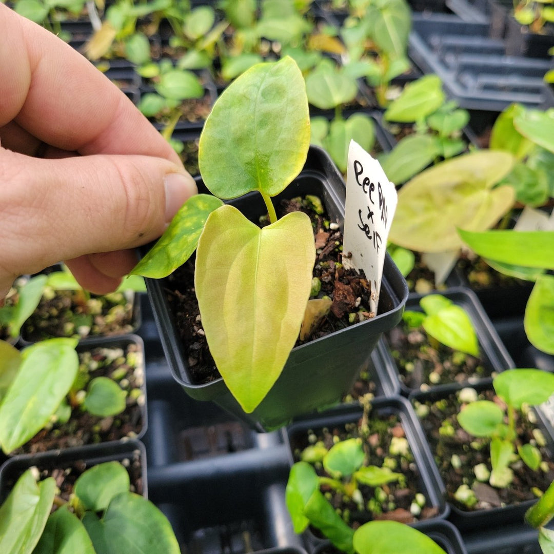 Anthurium Ree Gardens Papillilaminum x Self - Nice Plants Good Pots