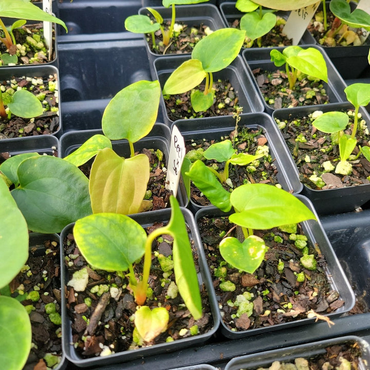 Anthurium Ree Gardens Papillilaminum x Self - Nice Plants Good Pots