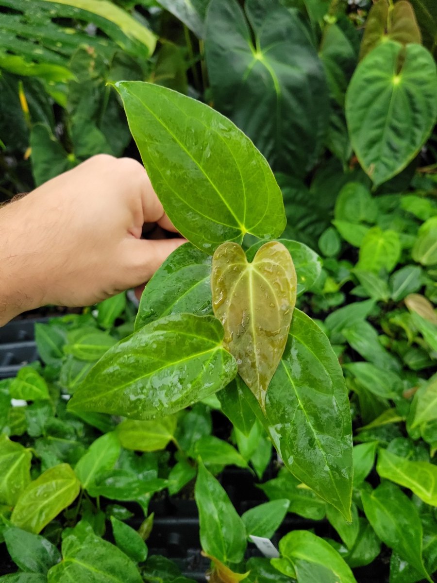 Anthurium Regale - ish x A. Papillilaminum Ree Gardens - Nice Plants Good Pots