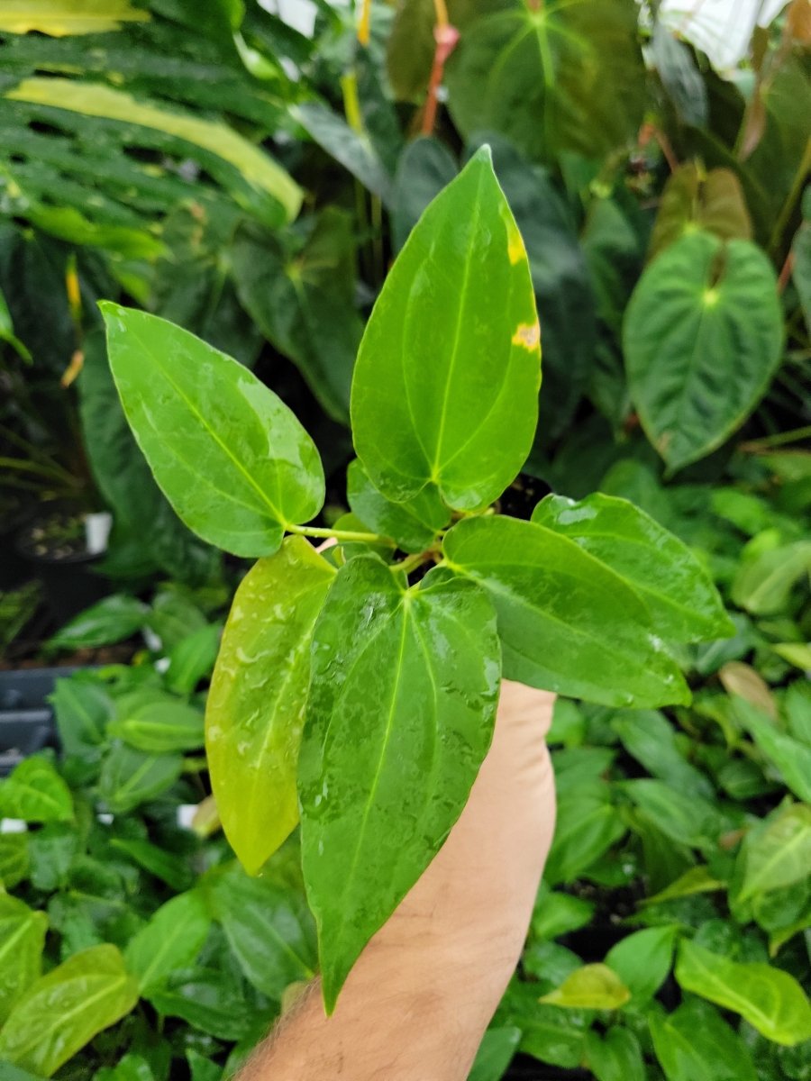 Anthurium Regale X anthurium green store Papillilaminum - hybrid - velvet leaves -