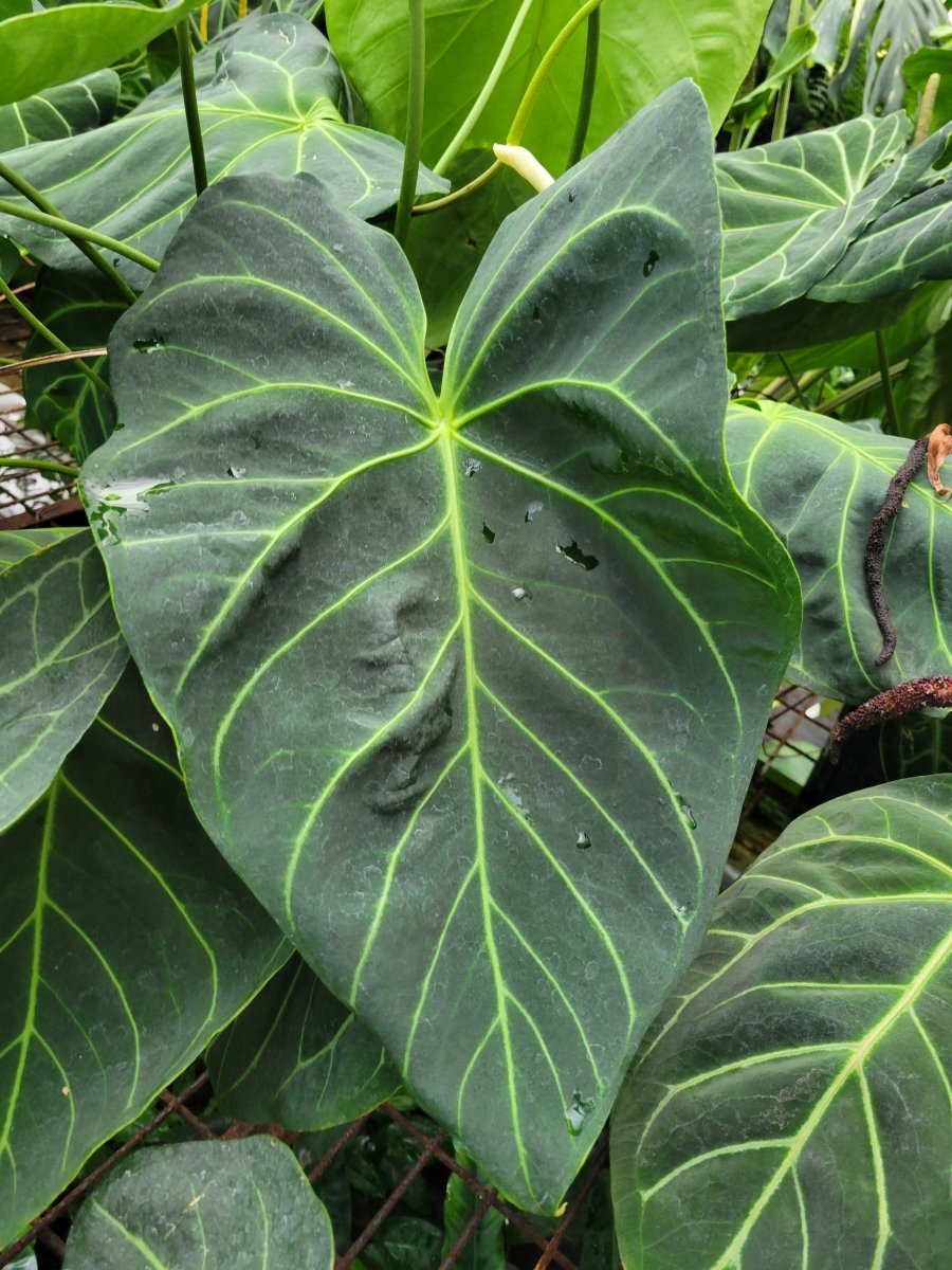 Anthurium Regale - ish x A. Papillilaminum Ree Gardens - Nice Plants Good Pots