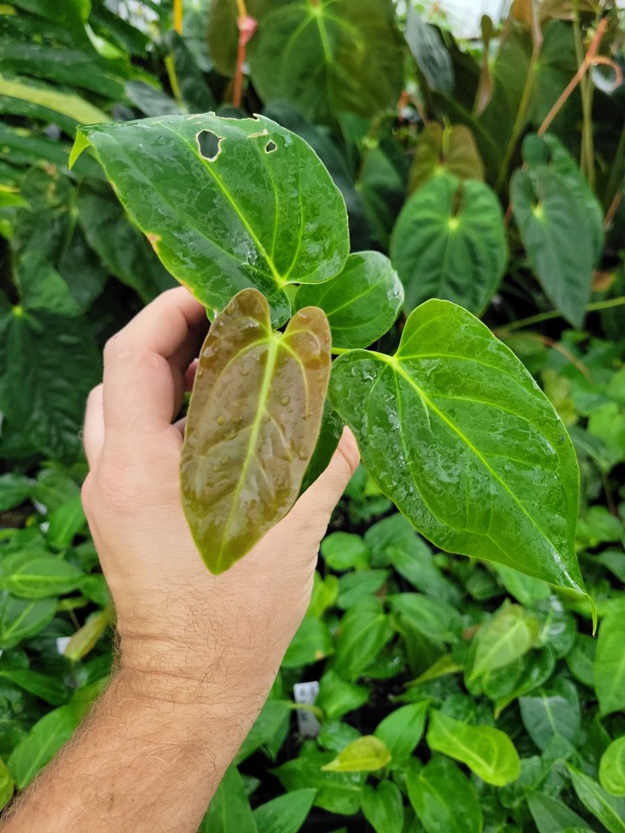 Anthurium Regale - ish x A. Papillilaminum Ree Gardens - Nice Plants Good Pots